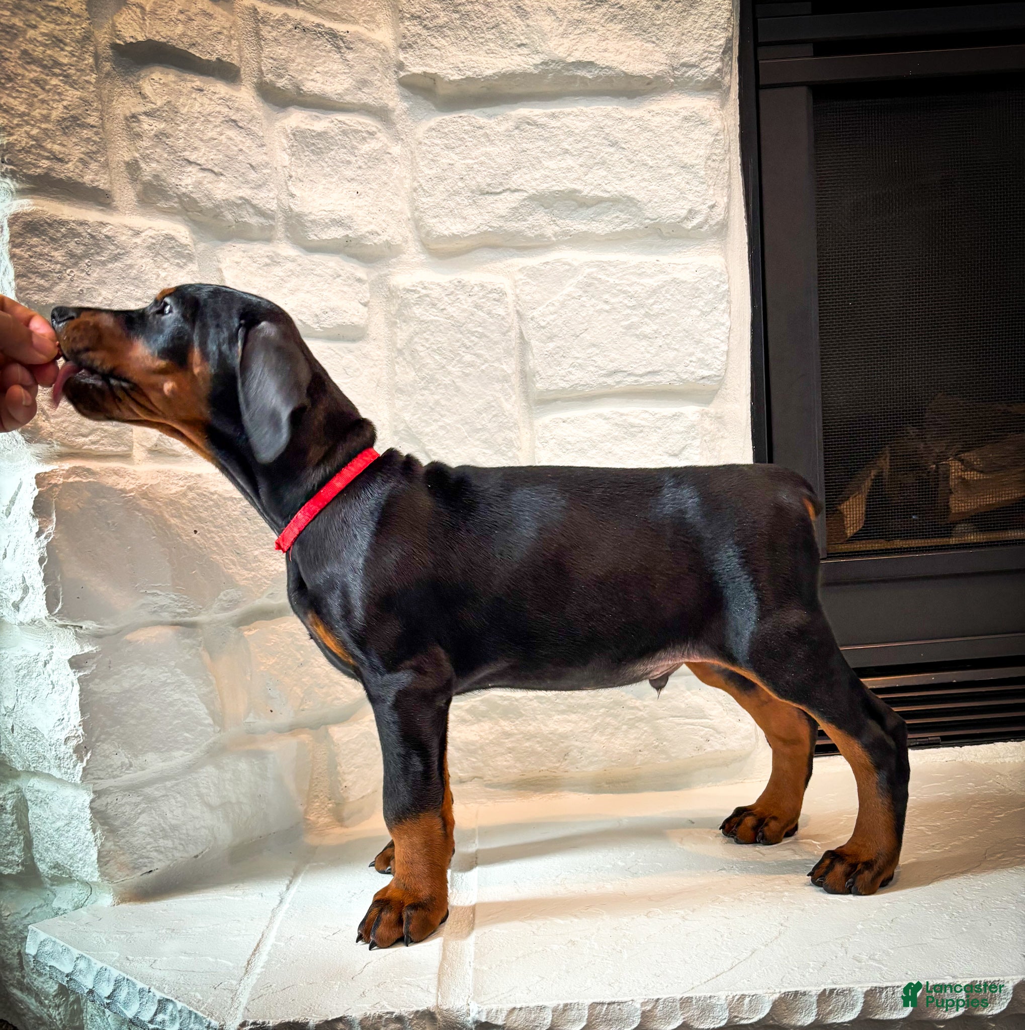 Doberman Pinscher dogs Bishop (Euro) - Ad 24