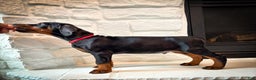 Doberman Pinscher dogs for sale: Bishop (Euro) - Ad 1