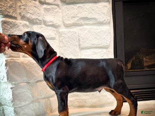 Doberman Pinscher dogs Bishop (Euro) - Ad 24