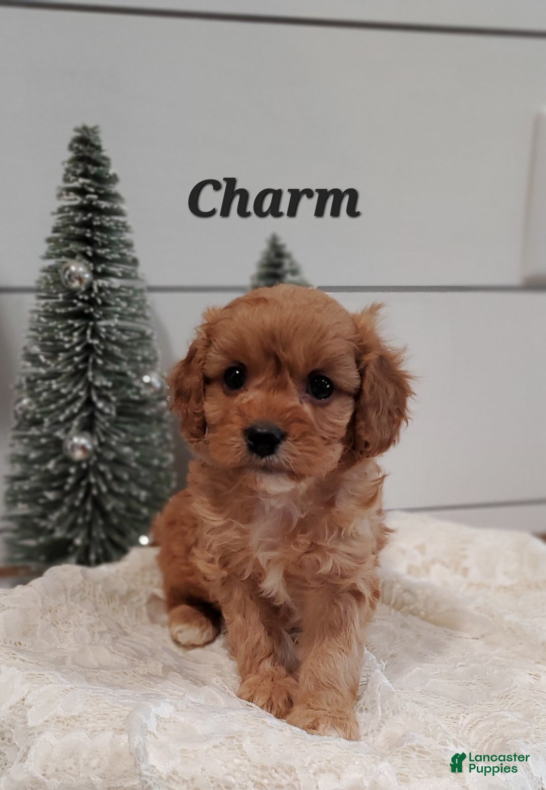 Cavapoo dogs for sale: Charm - Ad 3