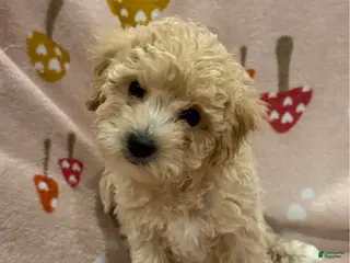 Maltipoo dogs Cinderella - Ad 7