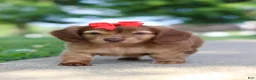 Miniature Dachshund dogs for sale: Sacajawea - Ad 7