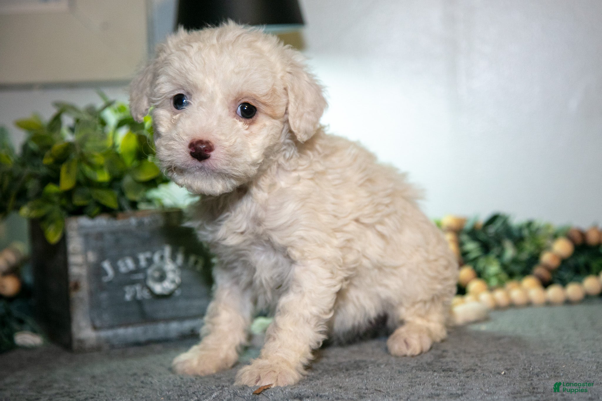 Cavapoo dogs Marsha - Ad 24