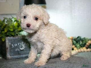Cavapoo dogs Marsha - Ad 24