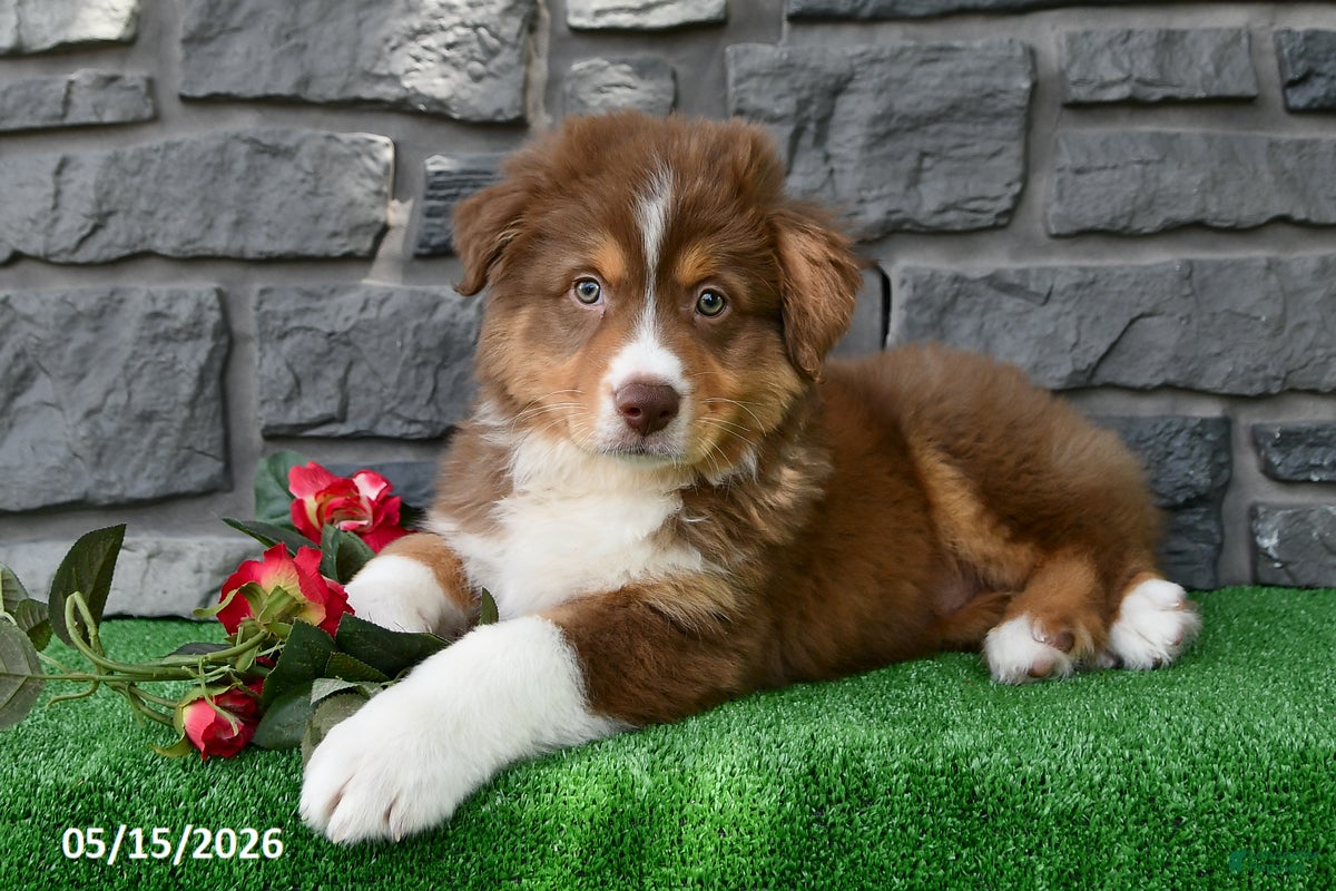 Australian Shepherd dogs Cody - Ad 1