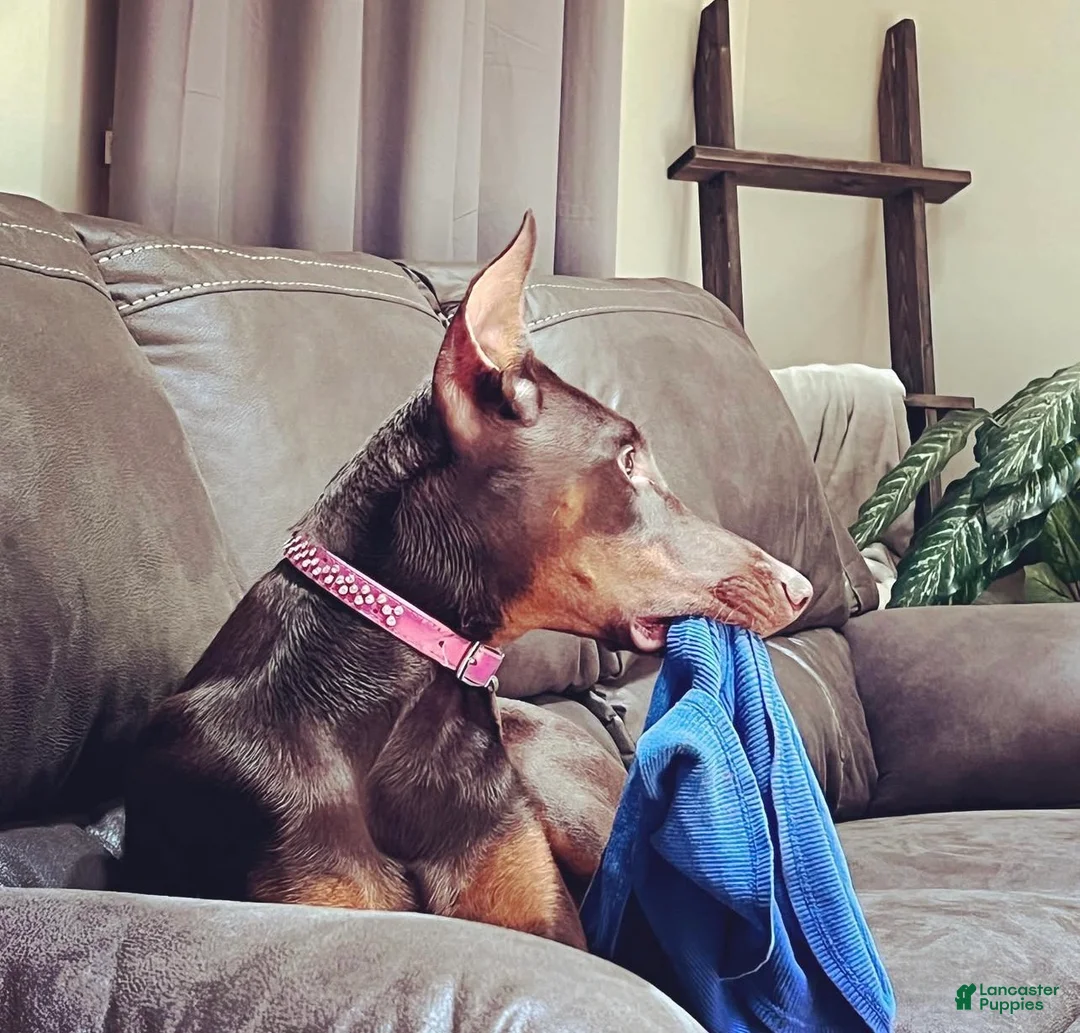 Gallery Image {{count}}