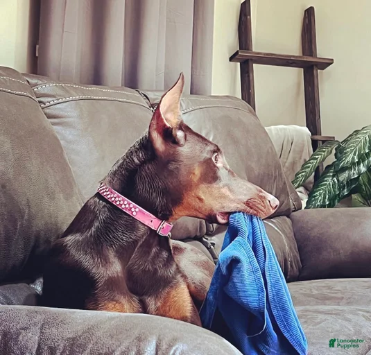 Gallery Image {{count}}