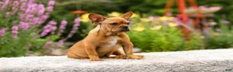 French Bulldog dogs for sale: Diesel - Ad 7