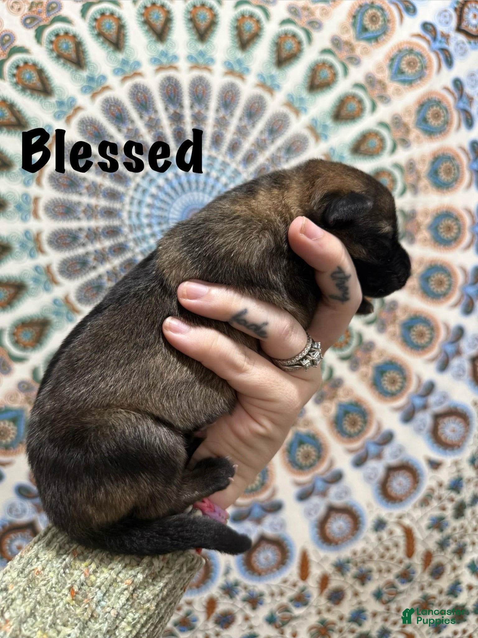 German Shepherd dogs Blessed - Ad 1