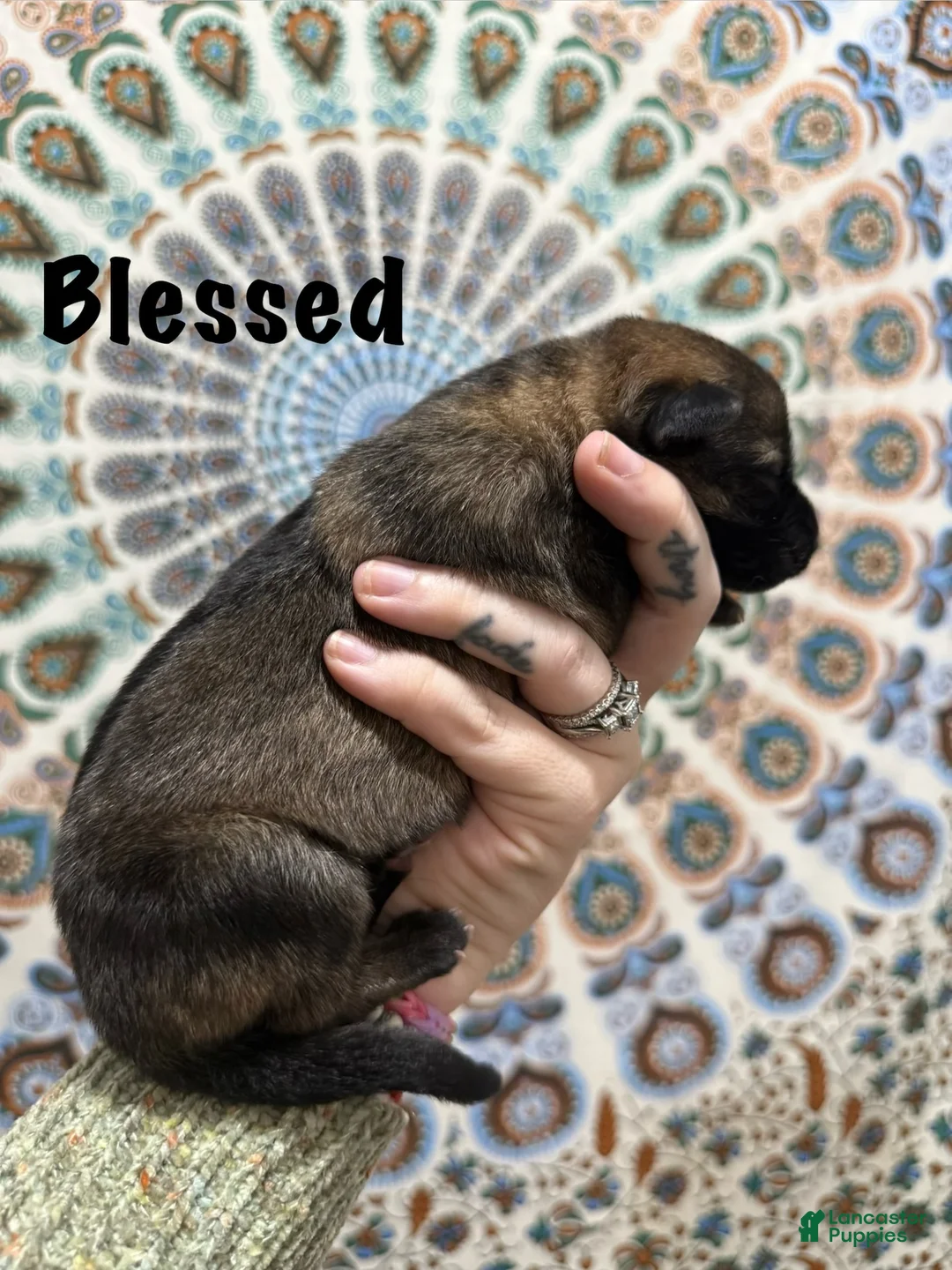 German Shepherd dogs for sale: Blessed - Ad 1