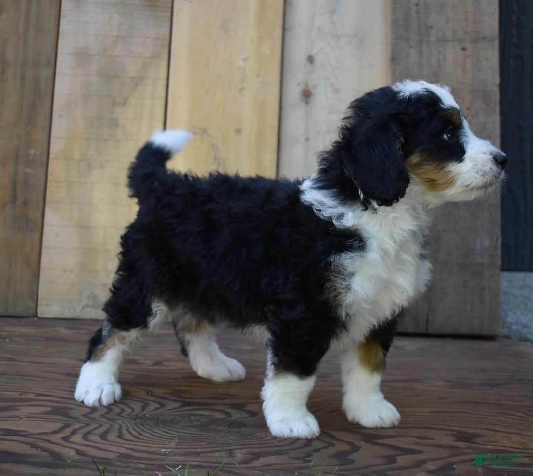 Mini Bernedoodle dogs for sale: Rubbles - Ad 7