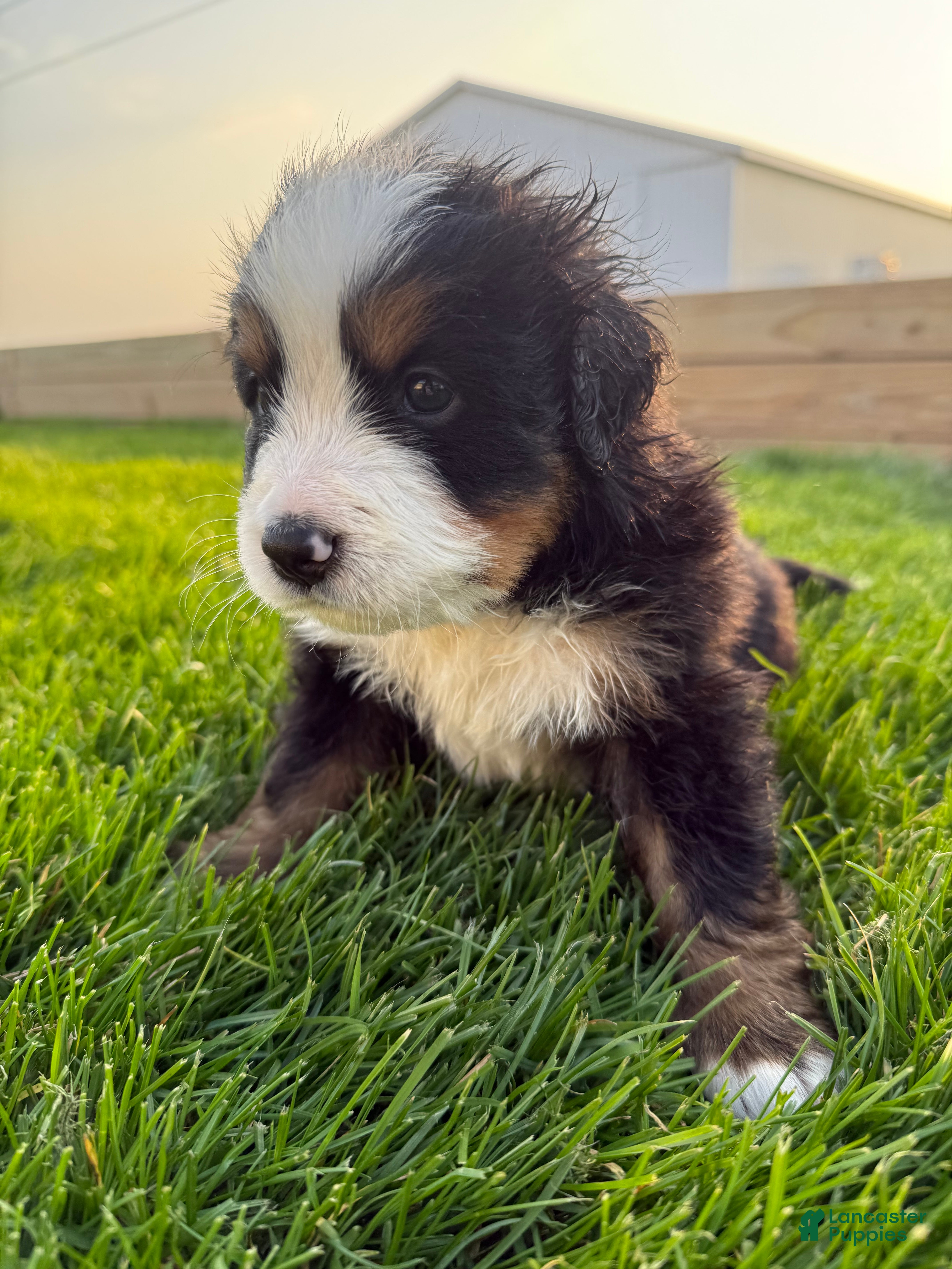 Bernese Mountain Dog dogs Nigel - Ad 26