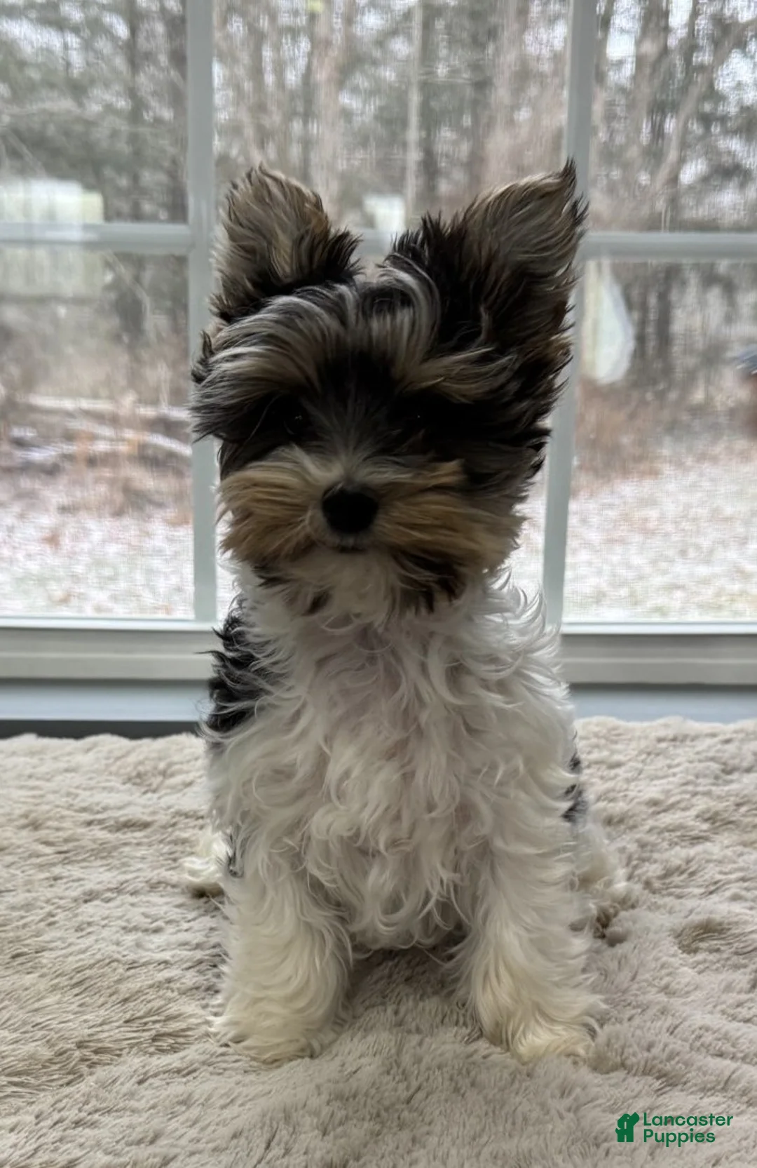 Yorkshire Terrier dogs for sale: Poppy - Ad 2