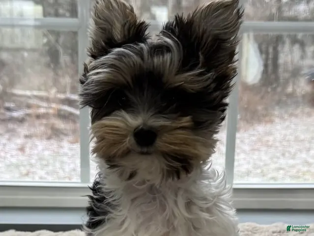 Yorkshire Terrier dogs for sale: Poppy - Ad 2