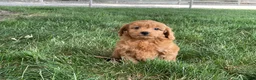 Mini Goldendoodle dogs for sale: Molly Mini Goldendoodle  - Ad 2