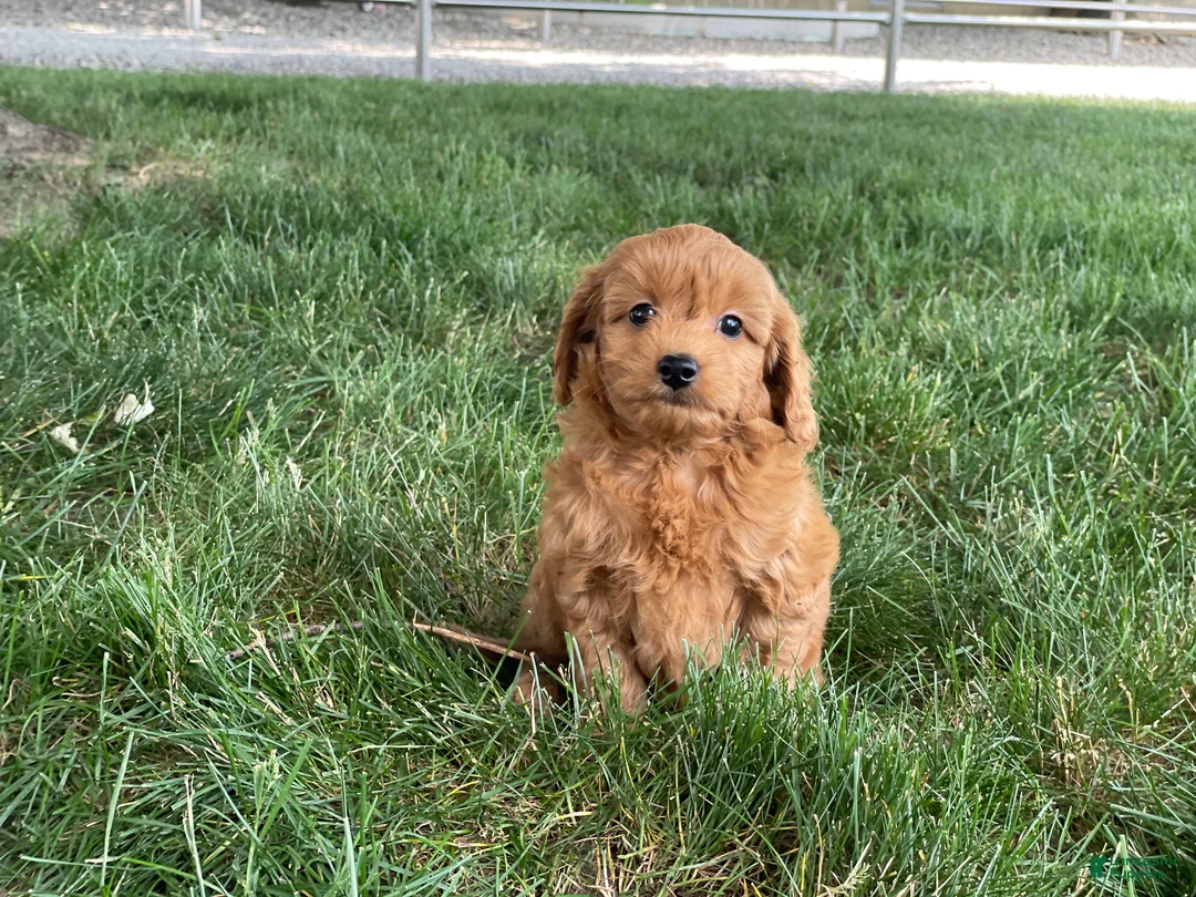 Mini Goldendoodle dogs for sale: Molly Mini Goldendoodle  - Ad 2