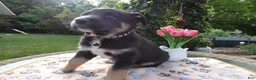 Cane Corso dogs for sale: Cane Corso Puppy 2 Trooper - Ad 3