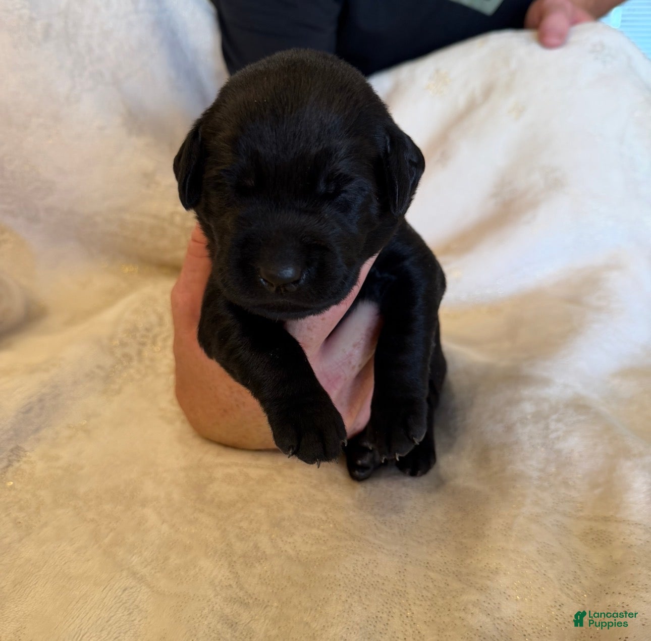 Labrador Retriever dogs Labrador Retriever 1 - Ad 1