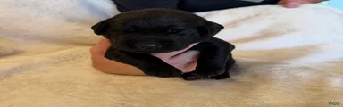 Labrador Retriever 1