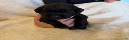 Labrador Retriever dogs for sale: Labrador Retriever 1 - Ad 1