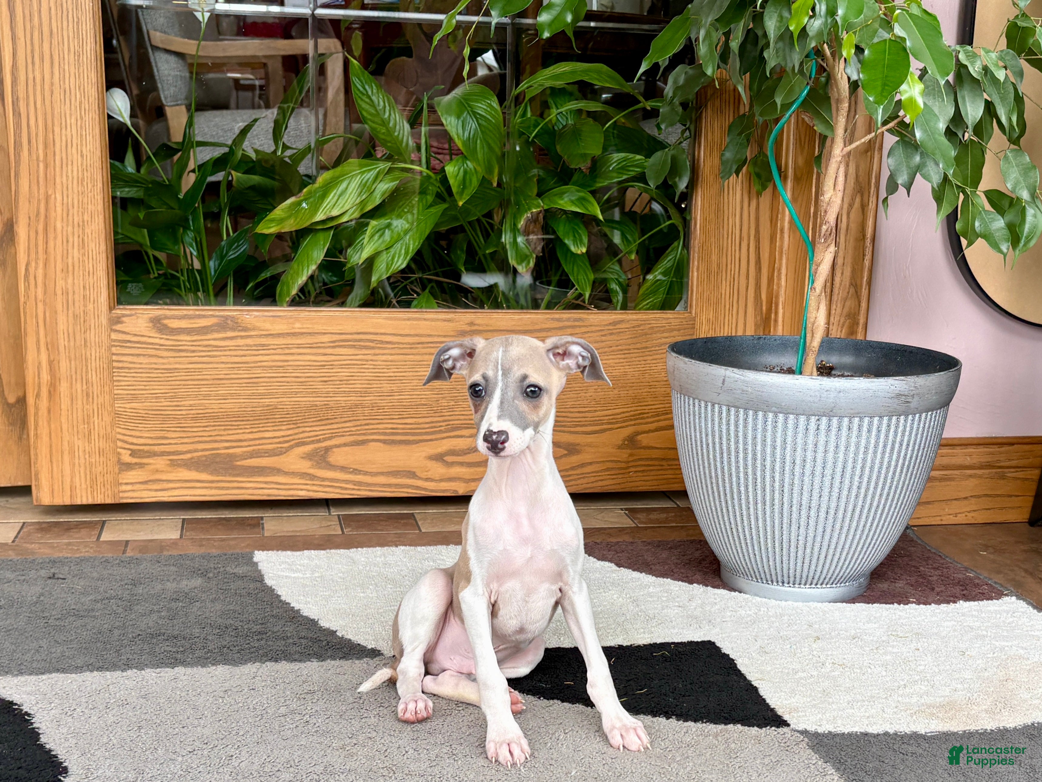 Italian Greyhound dogs Italian Greyhound 1 fawn boy  - Ad 2