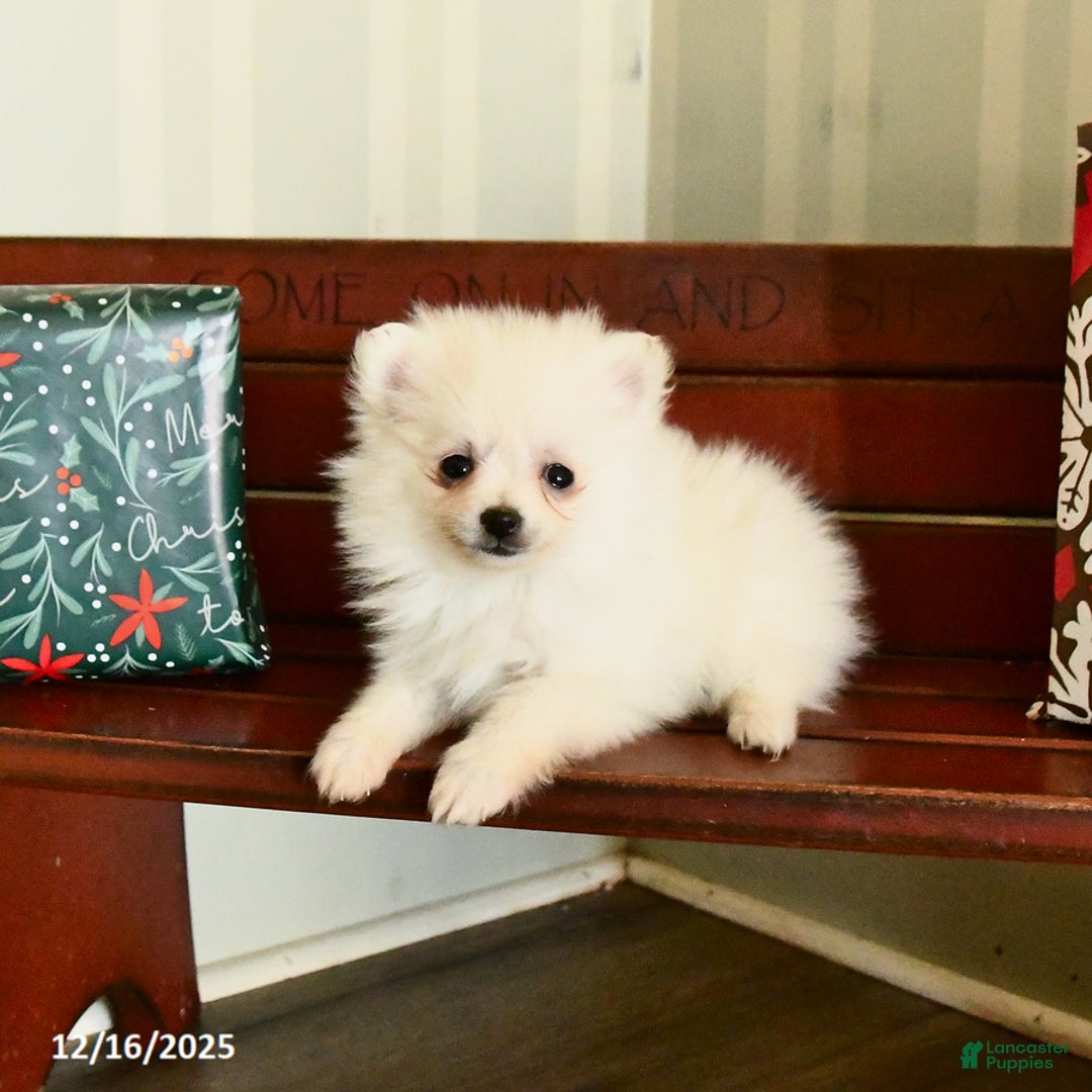 Pomeranian dogs for sale: Charm  - Ad 5