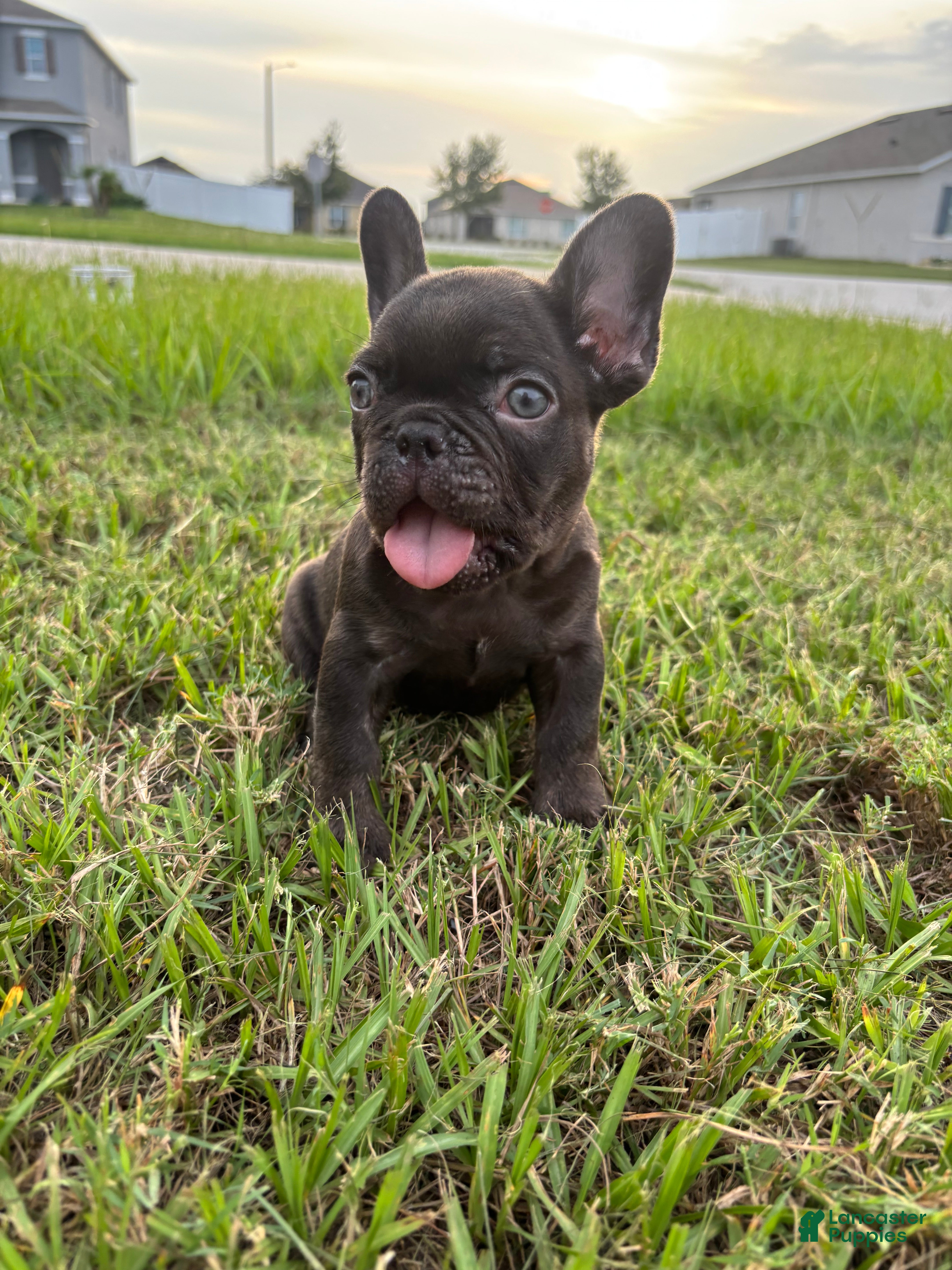 French Bulldog dogs French Bulldog 1 - Ad 2