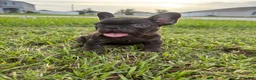 French Bulldog dogs for sale: French Bulldog 1 - Ad 2