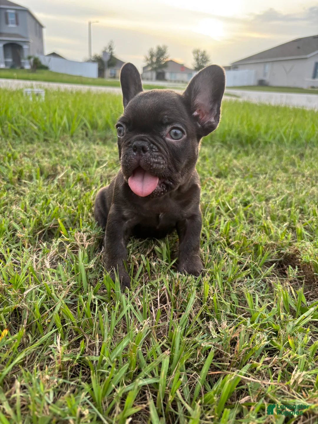 French Bulldog dogs for sale: French Bulldog 1 - Ad 2