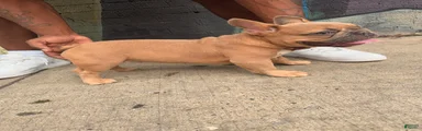 French Bulldog 1