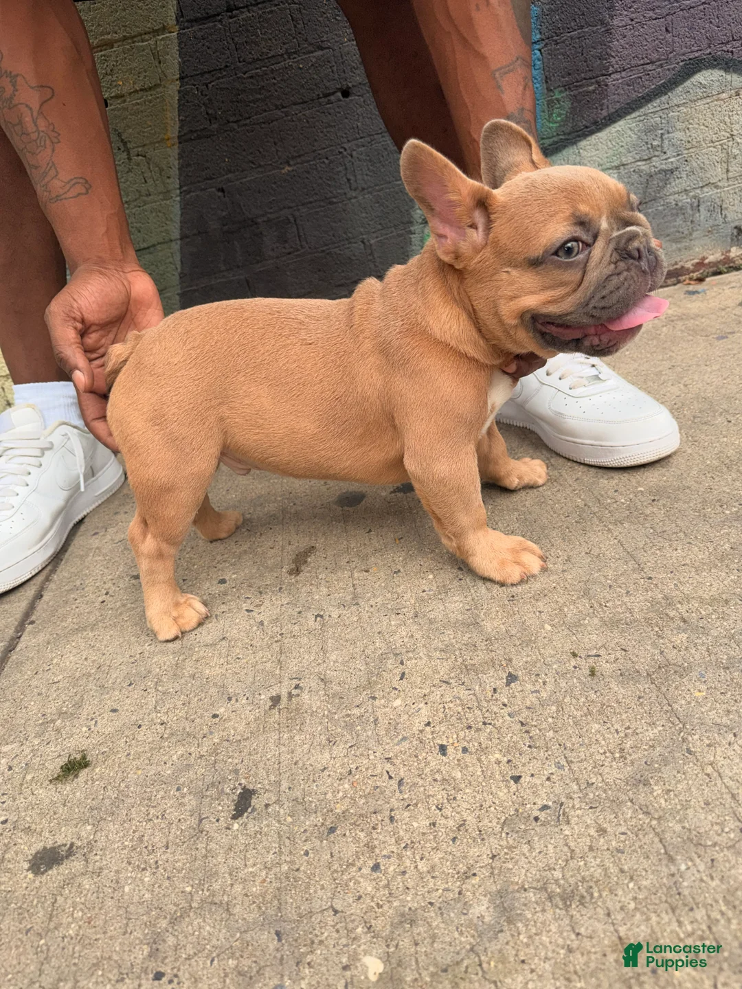French Bulldog dogs for sale: French Bulldog 1 - Ad 1
