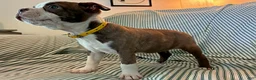 Boston Terrier dogs for sale: Carla - Ad 6
