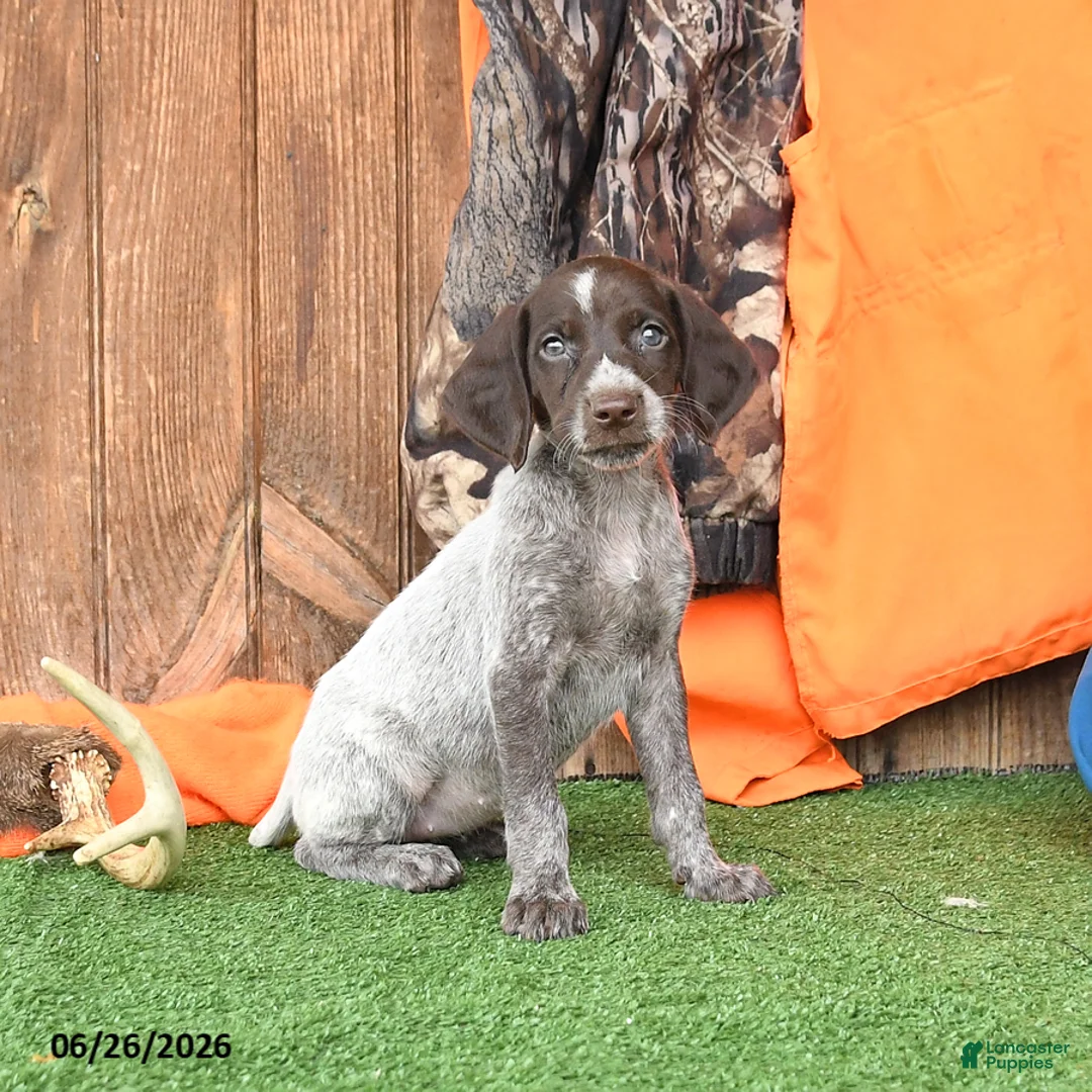 German Shorthaired Pointer dogs for sale: Sasha - Ad 1