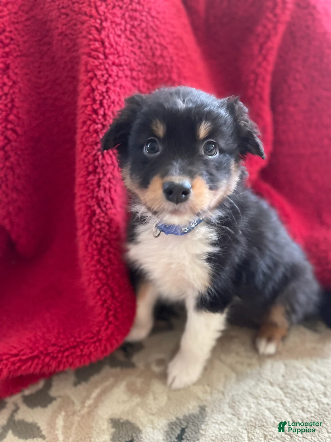 Australian Shepherd dogs for sale: Archer - Ad 26