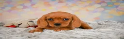 Beaglier dogs for sale: Brianna - Ad 8