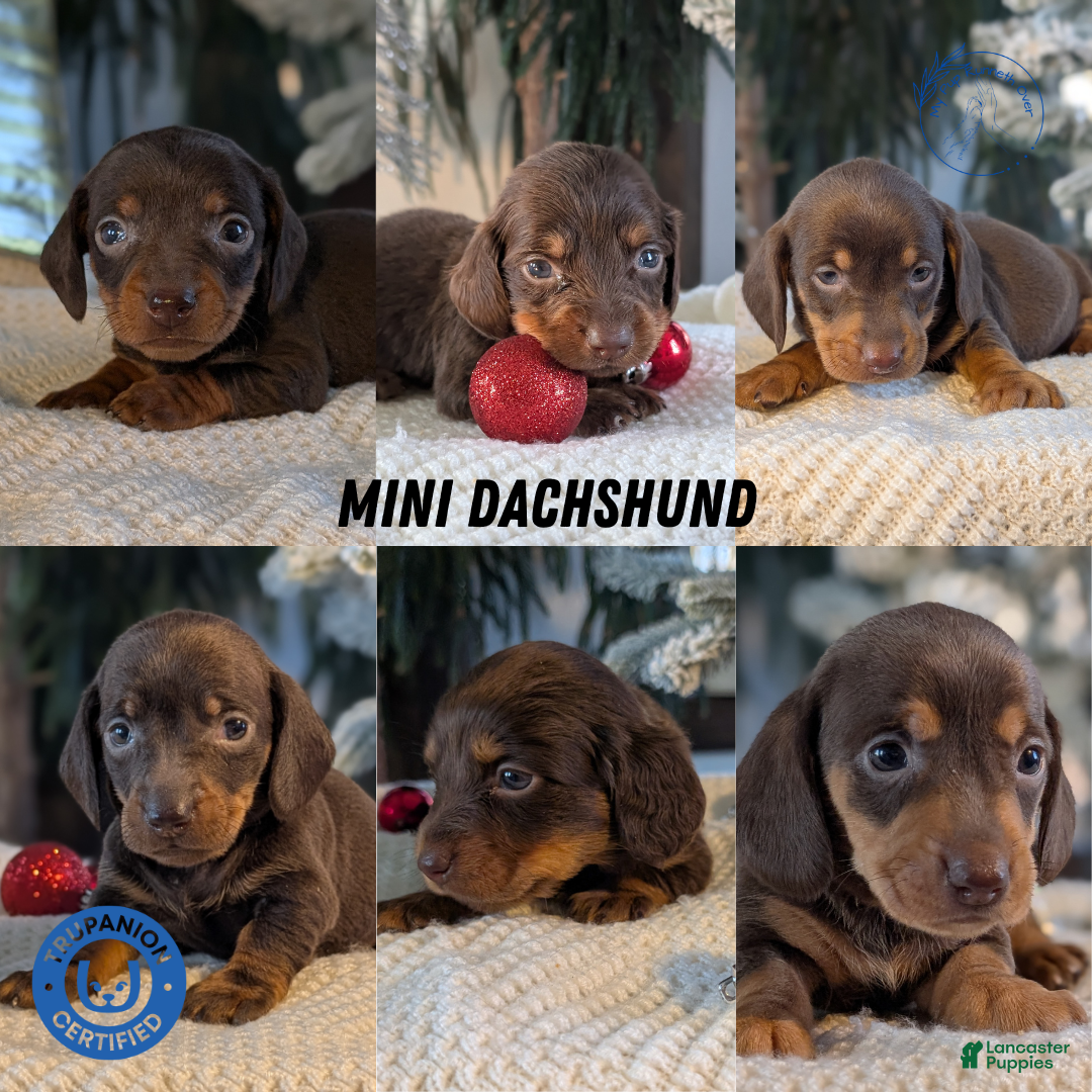 Miniature Dachshund dogs for sale: Iris - Ad 15