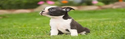Boston Terrier dogs for sale: Blossom Boston Terrier  - Ad 5