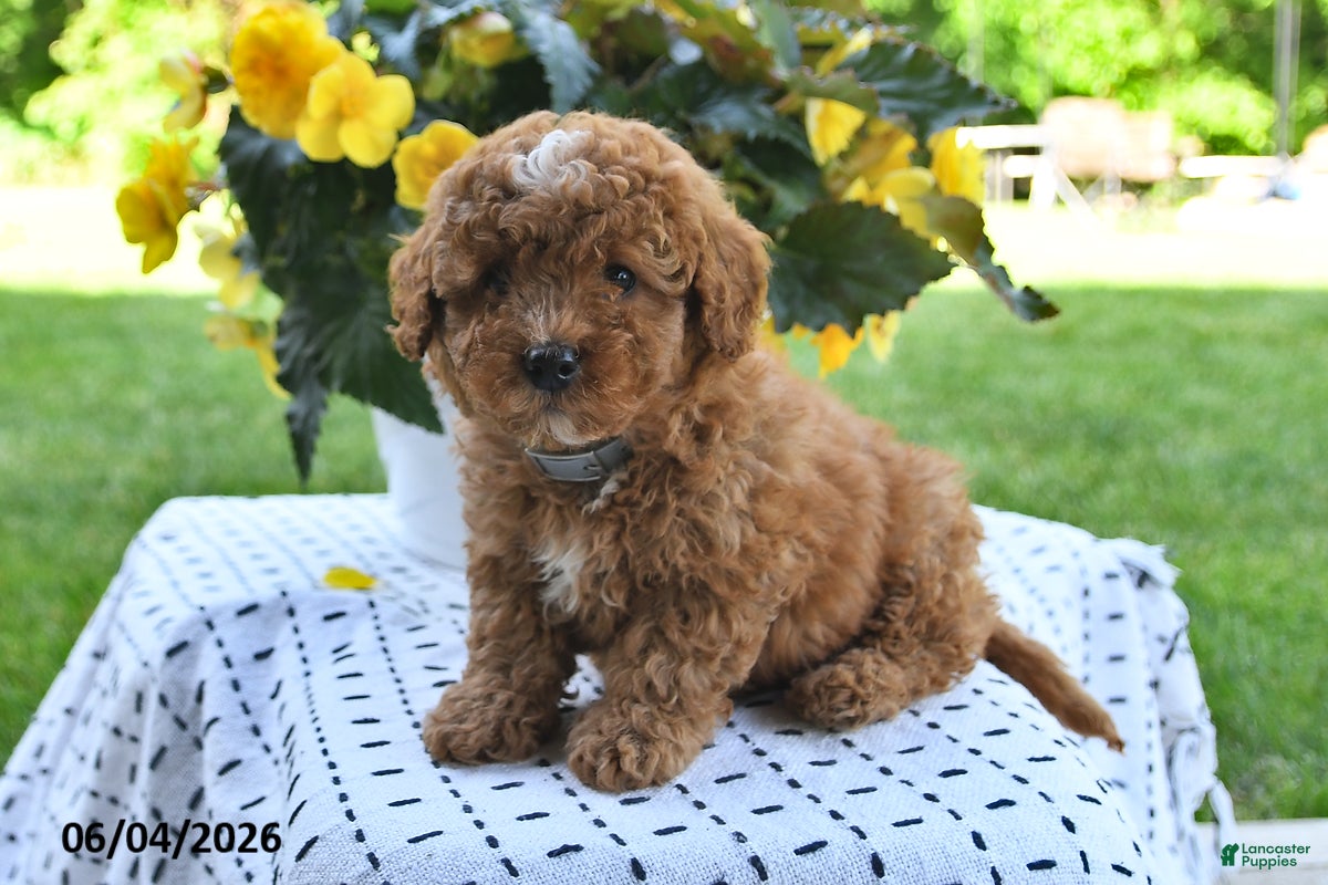 Mini Goldendoodle dogs Sparky - Ad 1