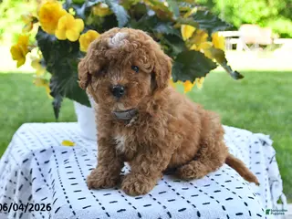 Mini Goldendoodle dogs for sale: Sparky - Ad 2