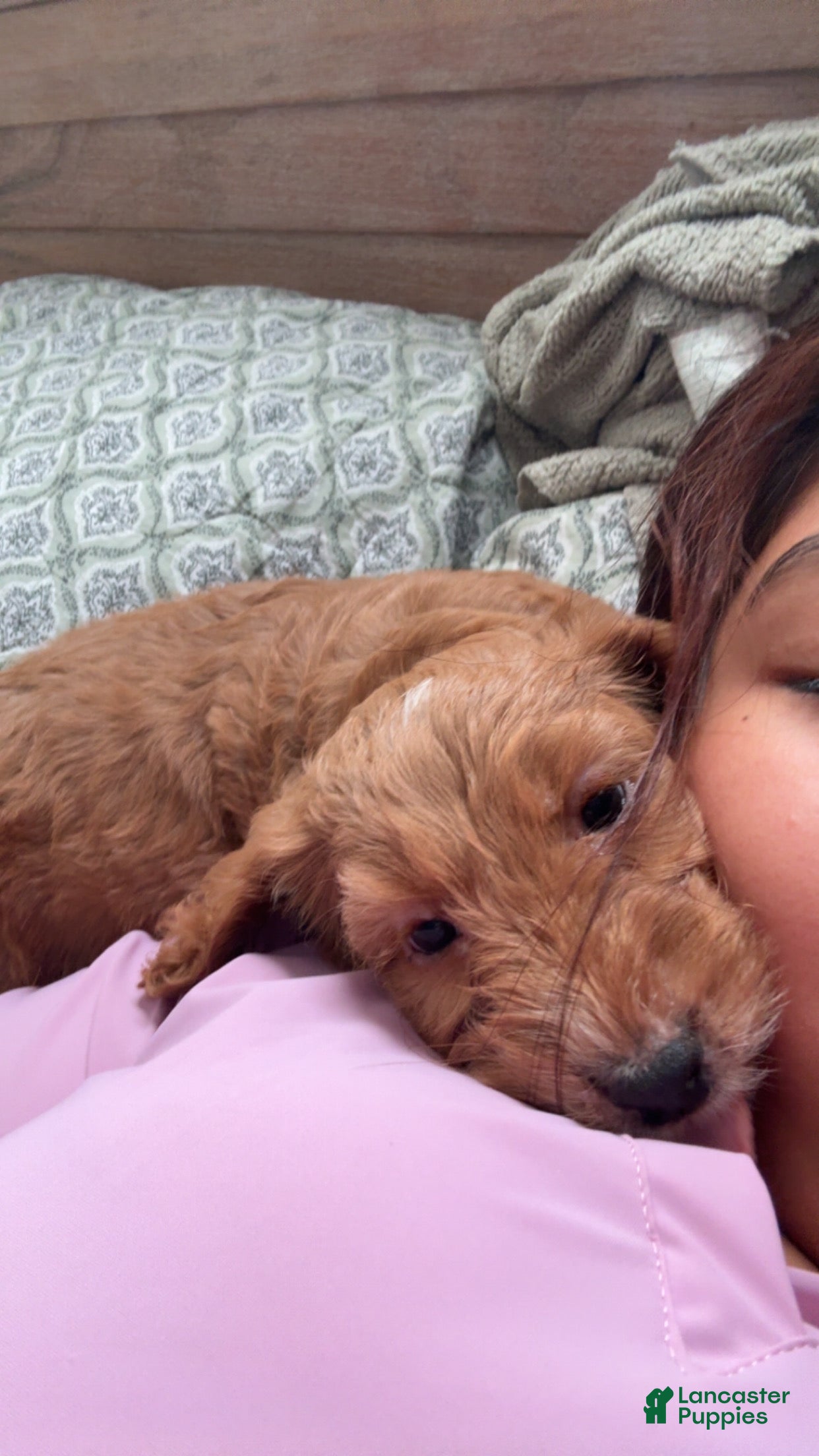 Mini Goldendoodle dogs Nova - Ad 21