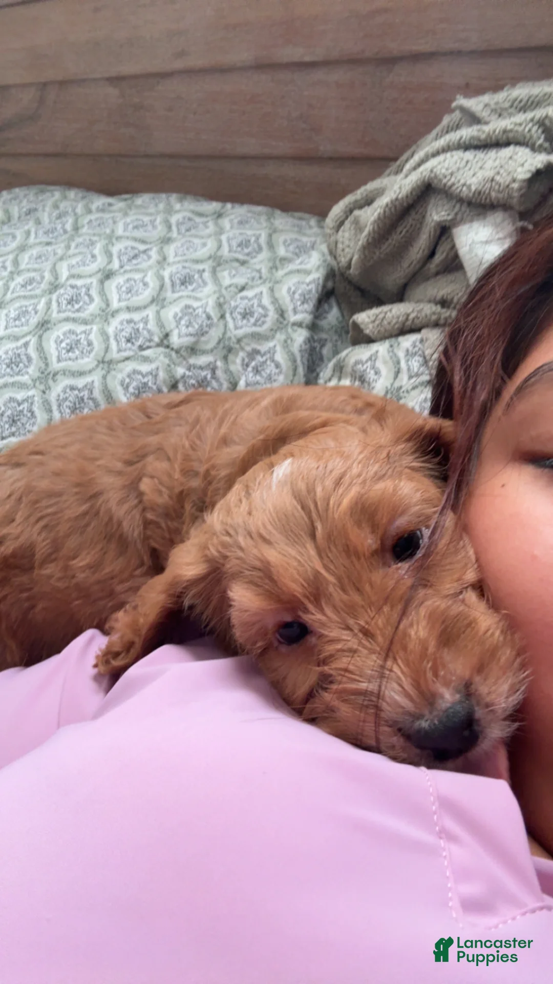 Mini Goldendoodle dogs for sale: Nova - Ad 1