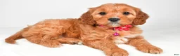 Cavapoo dogs for sale: Kylie - Ad 2