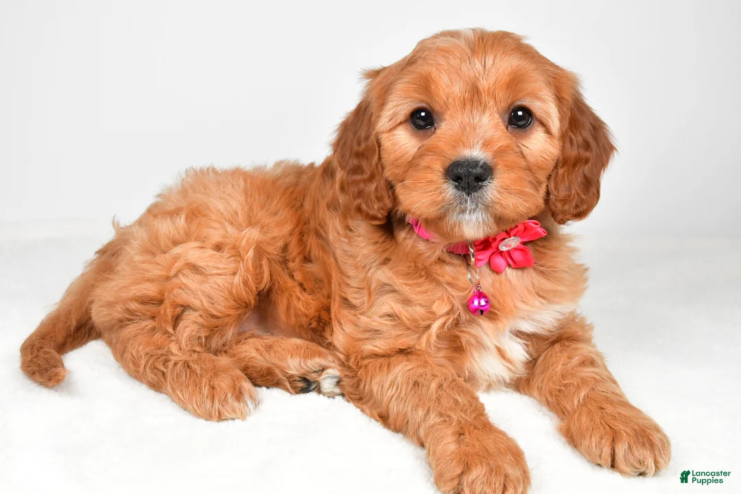 Cavapoo dogs for sale: Kylie - Ad 2