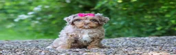 Cavapoo dogs for sale: Tulip - Ad 4