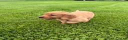 Golden Retriever dogs for sale: River - Ad 4