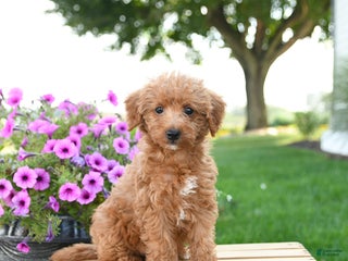 Mixed Breed dogs Tucker - Ad 3