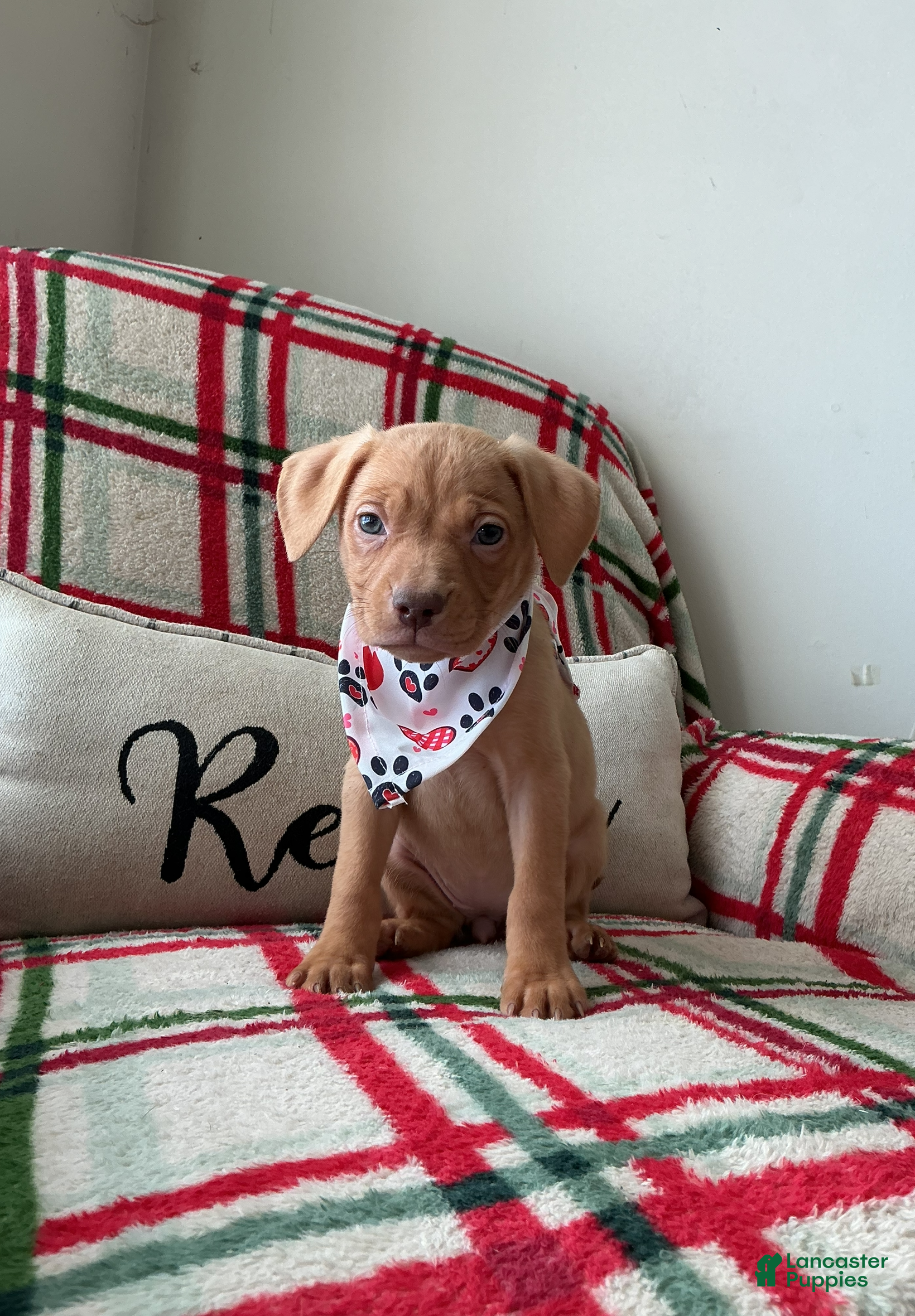 American Bully dogs Cliffette - Ad 2