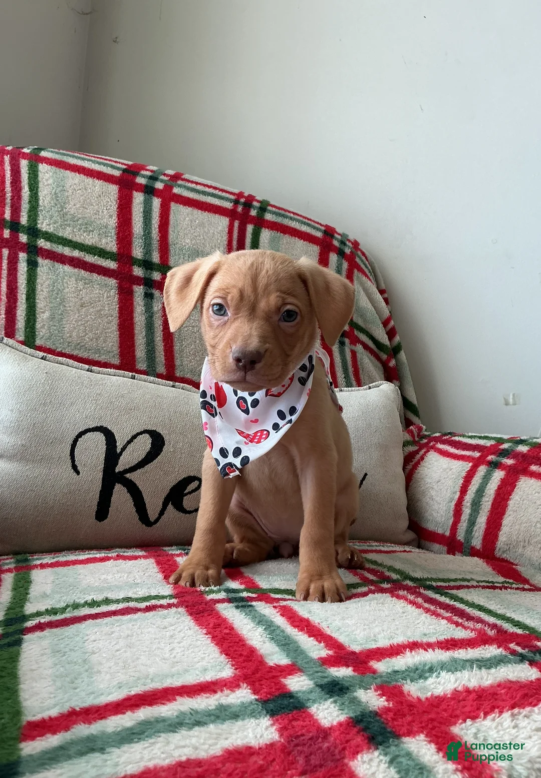 American Bully dogs for sale: Cliffette - Ad 2