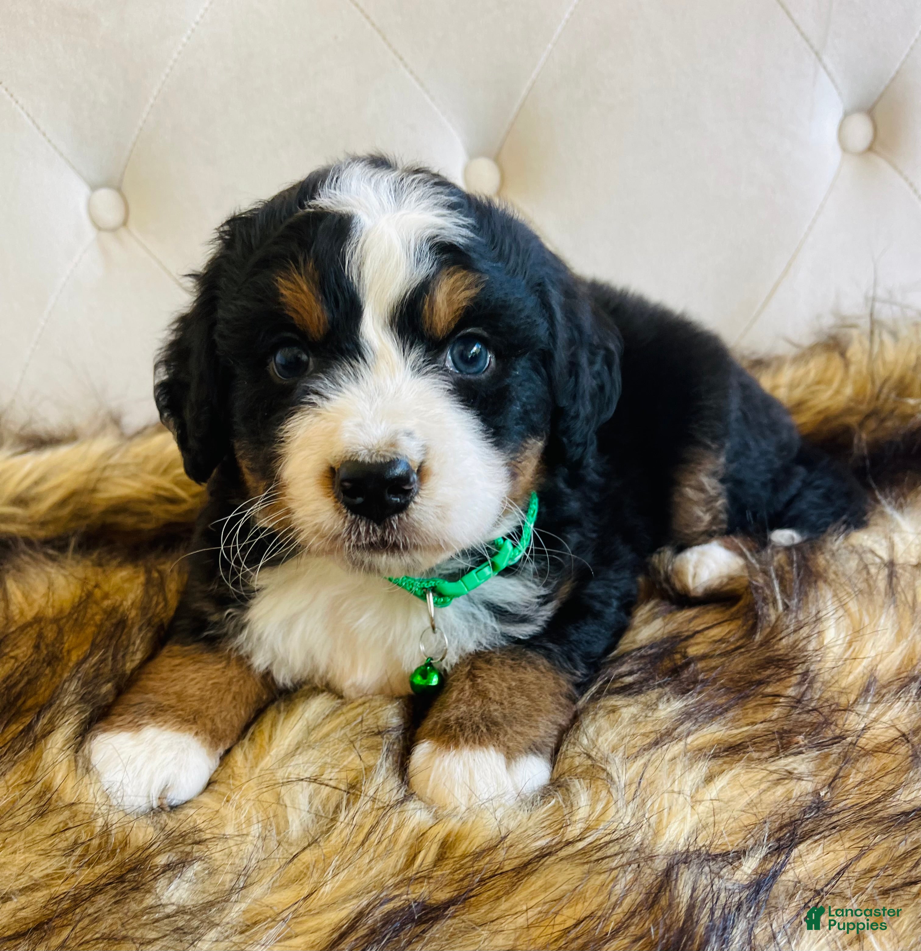 Bernedoodle dogs Jameson - Ultra Bernedoodle  - Ad 26