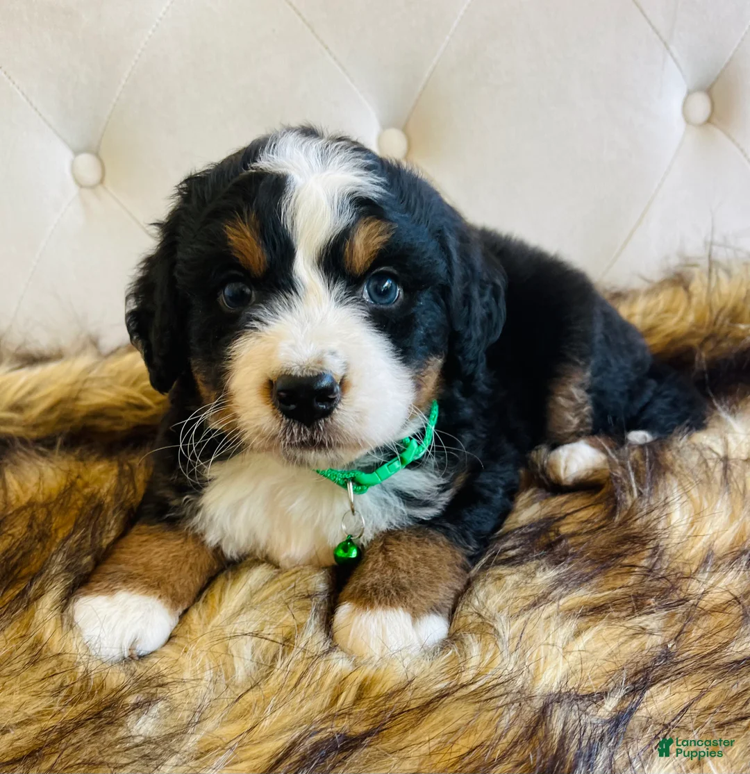 Bernedoodle dogs for sale: Jameson - Ultra Bernedoodle  - Ad 1